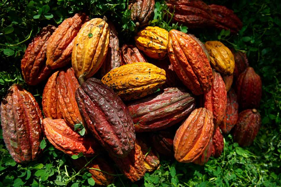 Ecuador primer exportador de cacao de América avanza en la