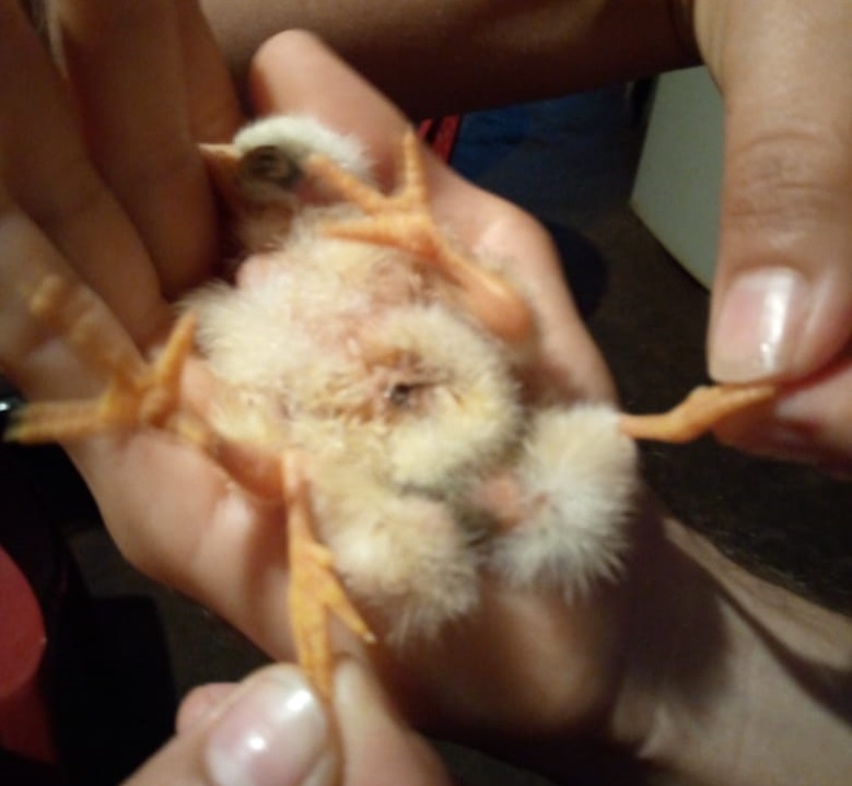 El Carmen Pollo Nace Con Cuatro Patas El Diario Ecuador