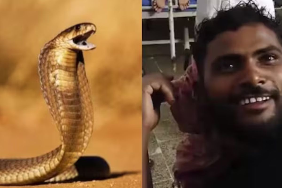 Serpiente venenosa muere después de que un hombre la mordiera