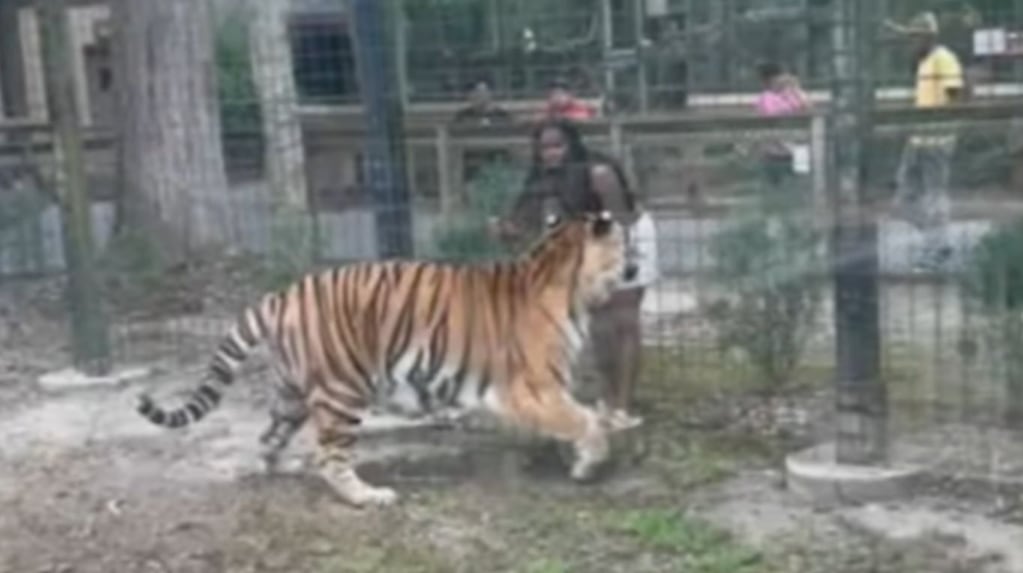 Una mujer se acerca a un tigre para acariciarlo