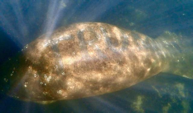 Reward goes up for catching the one who engraved the word “Trump” on a manatee