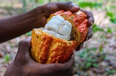 Nuevo chocolate que sustituye azúcar por gelatina del cacao