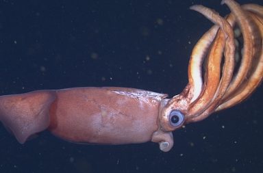 Filman un calamar desconocido que incuba huevos gigantes