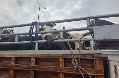 Roba vacas en Rocafuerte fueron detenidos