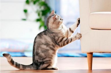 cómo evitar que los gatos arañen los muebles