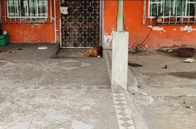 perro está abandonado tras crimen de su dueña