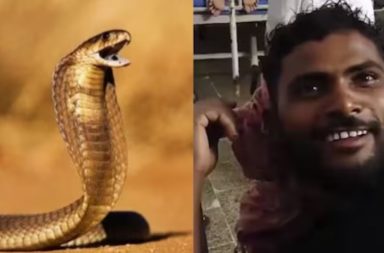 Serpiente venenosa muere después de que un hombre la mordiera