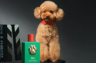 Marca de lujo promociona el perfume para perros Fefé.