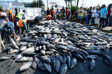 Atunes quedaron en la avenida Malecón de Manta