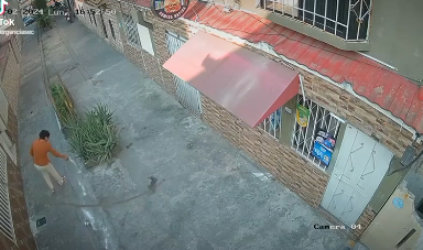 mujer coloca veneno en Guayaquil