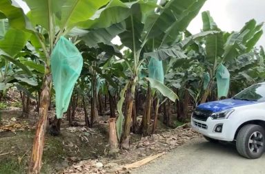 Un hombre descuartizado es hallado en Machala, El Oro