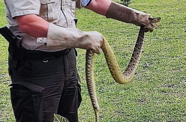 Encuentran una serpiente en el parque Jelen Tenka, en Santo Domingo