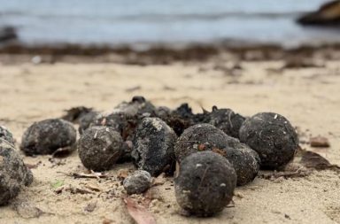 bolas negras en playas de Australia