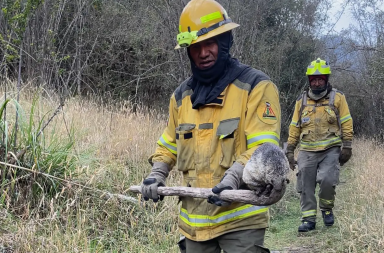 incendios forestales