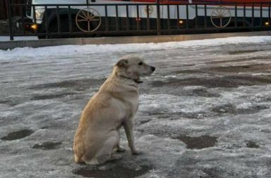 Una perrita se ha vuelto viral a través de redes sociales, quien no se mueve de la orilla de un lago completamente congelado.