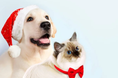 mascotas perros y gatos navidad