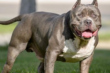 Tres perros american bully mataron a su dueño