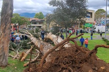 Dos niños murieron aplastados por un árbol en un parque de Cuenca, Azuay