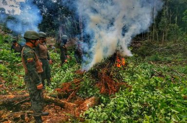 Militares destruyeron plantación de coca en Putumayo, Sucumbíos