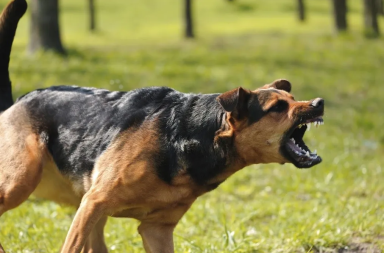 ataque perro pitbull quito mujer 84 años