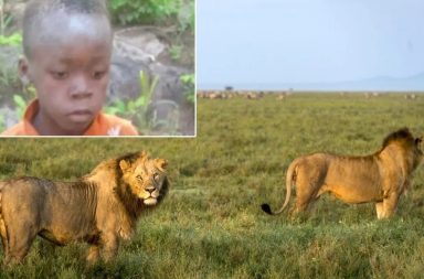 Tinotenda Pudu, un niño de siete años, permaneció cinco días perdido en un parque nacional, donde habitan decenas de leones.