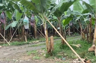 Una mujer transgénero fue hallada en un canal de riego en El Guabo, El Oro