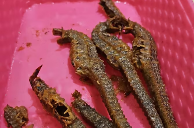 caballitos de mar en un chifa e Samborondón