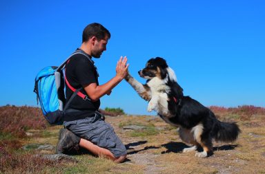 Mascota. Enséñales trucos y habilidades siguiendo los consejos de un experto