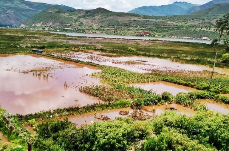 Las intensas lluvias han provocado pérdidas millonarias en el sector agrícola, afectando principalmente a los cultivos de arroz y maíz.