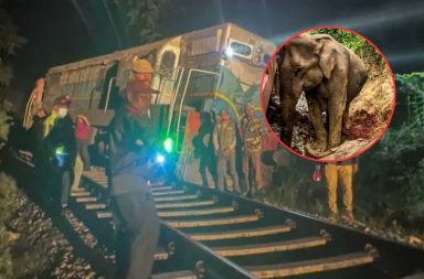 Mundo. Tren arrolla a manada de elefantes en Sri Lanka y deja seis de ellos muertos