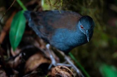 Científicos de la Fundación Charles Darwin anunciaron el redescubrimiento del pachay de Galápagos en la isla Floreana.