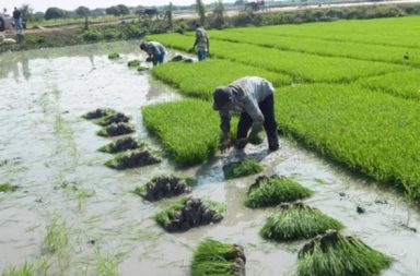 El cultivo de arroz en Ecuador ha registrado pérdidas millonarias por las lluvias de la temporada invernal.