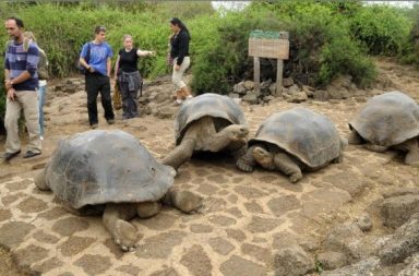 Patrocinado. El turismo, motor clave para la recuperación económica de Ecuador el reto de diversificar más allá de Galápagos en medio de tensiones geopolíticas