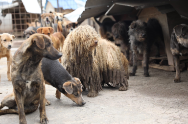 rescatados 48 perros en Quito