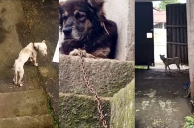 Santo Domingo de los Tsáchilas. Piden rápida acción por violencia intrafamiliar y maltrato animal.